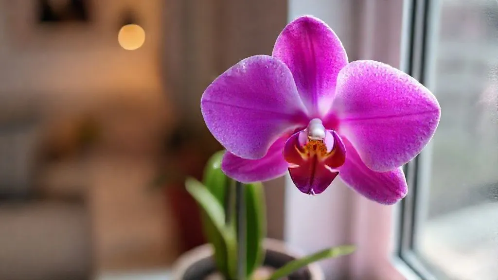 5 Estratégias Essenciais: Umidade Ideal para Orquídeas em Apartamentos Pequenos?