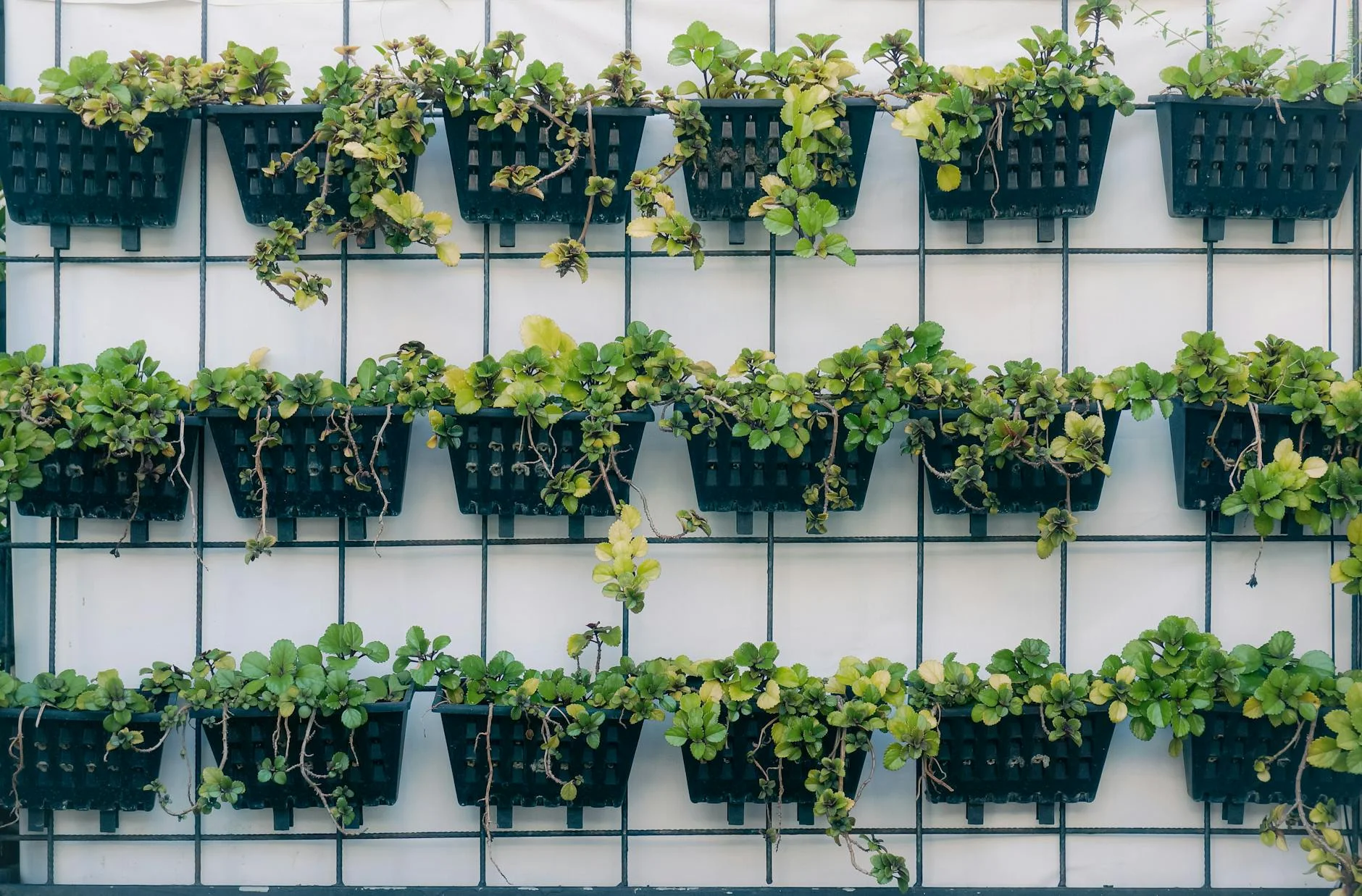 7 Estratégias Essenciais para Drenagem Perfeita em Horta Vertical: Evite Doenças!
