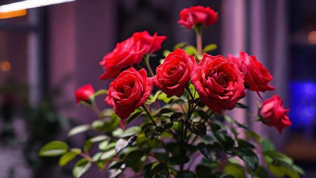 7 Estratégias Essenciais para Rosas Indoor Florirem em Pouca Luz