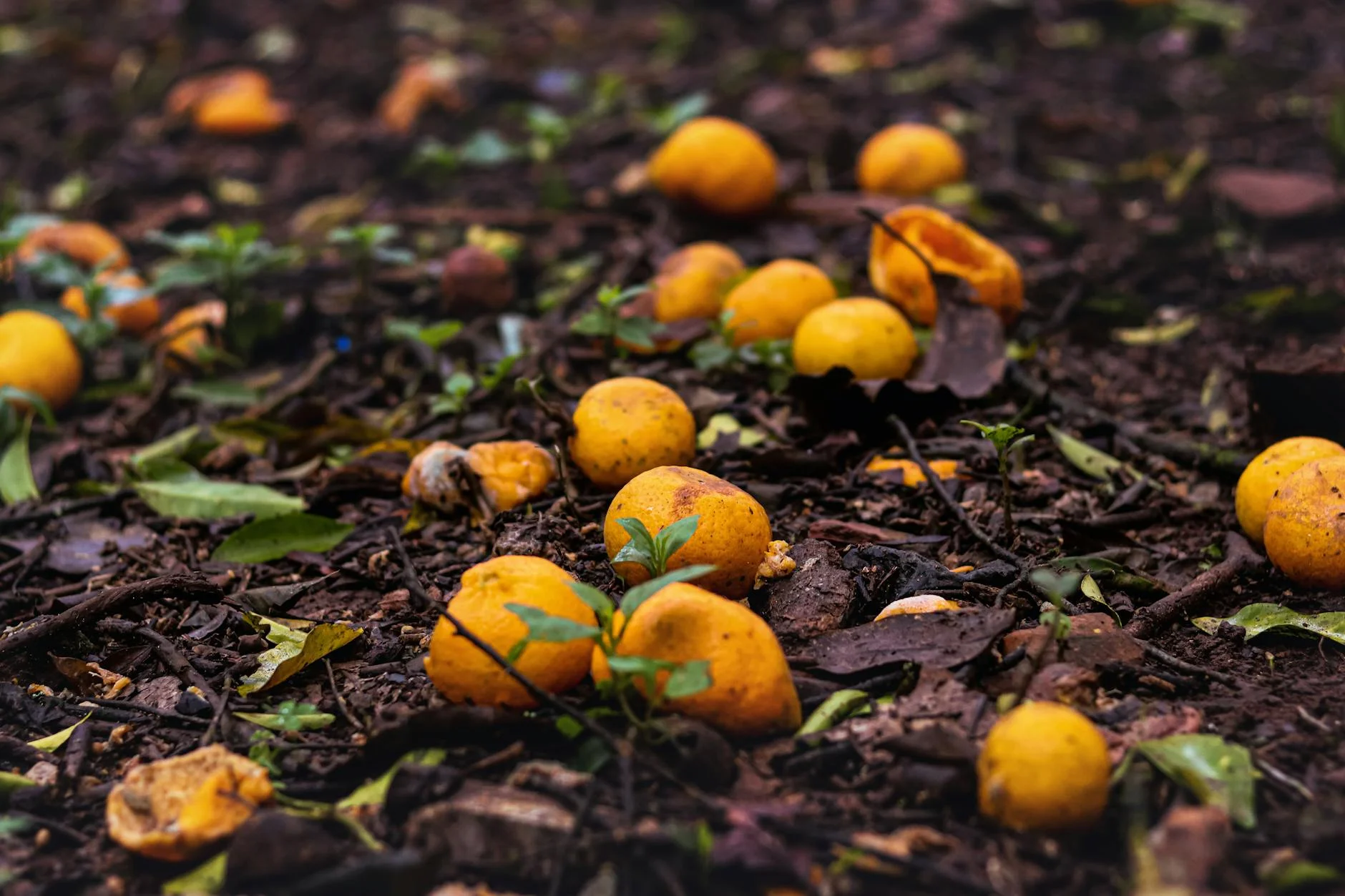 Desvende o NPK: 7 Estratégias para Otimizar Fertilizante Caseiro em Frutíferas