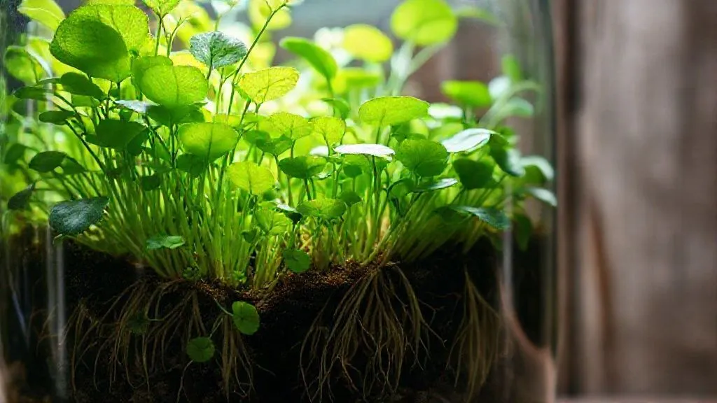 7 Estratégias Essenciais para Prevenir o Apodrecimento de Raízes em Terrários Fechados