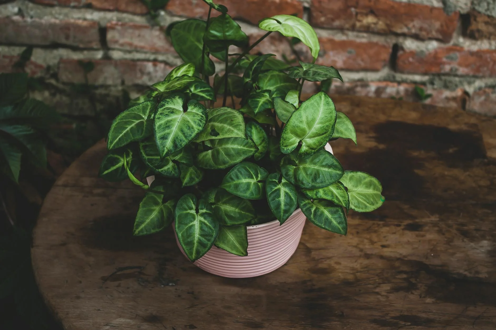 5 Estratégias Essenciais para Manter Decoração Verde Indoor em Pouca Luz?