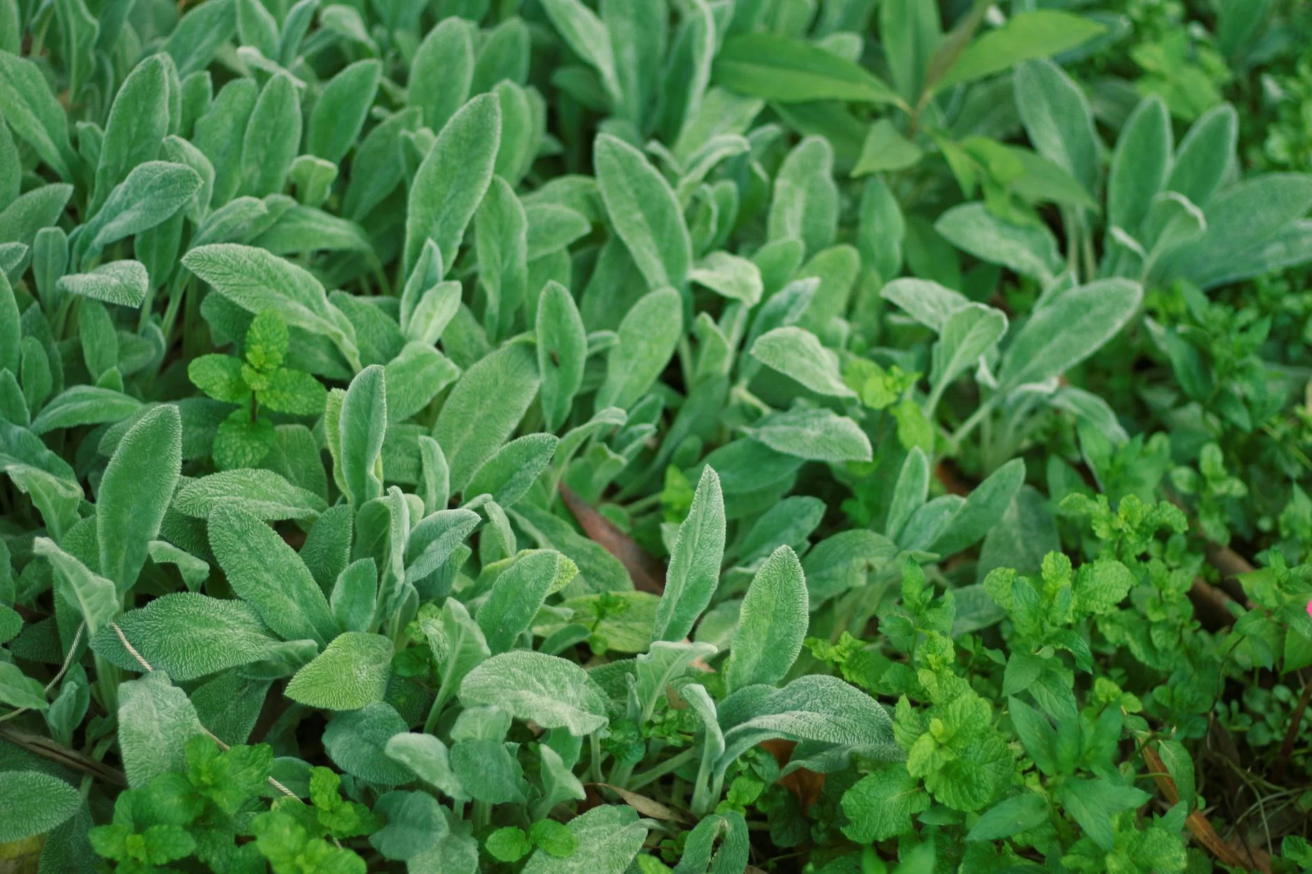 5 Passos Essenciais: Resgate o Aroma e Sabor dos Seus Temperos na Horta Caseira!