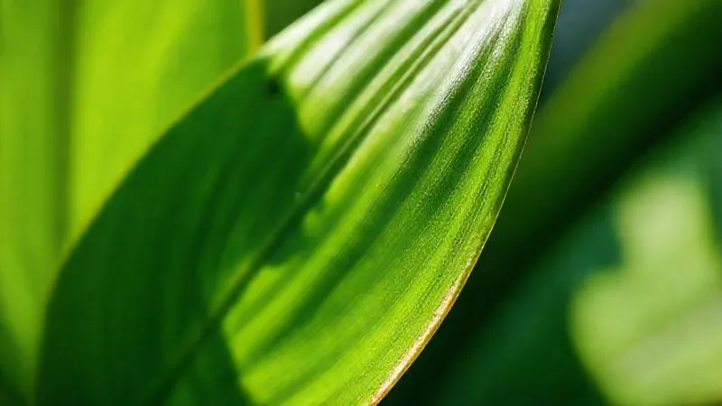 A photorealistic close-up of a vibrant green exotic plant leaf showing subtle signs of stress, such as slight drooping or browning edges, under soft, natural light, symbolizing the initial shock of a new environment. Professional photography, 8K, cinematic lighting, sharp focus, depth of field, shot on a high-end DSLR. A photorealistic close-up of a vibrant green exotic plant leaf showing subtle signs of stress, such as slight drooping or browning edges, under soft, natural light, symbolizing the initial shock of a new environment. Professional photography, 8K, cinematic lighting, sharp focus, depth of field, shot on a high-end DSLR.