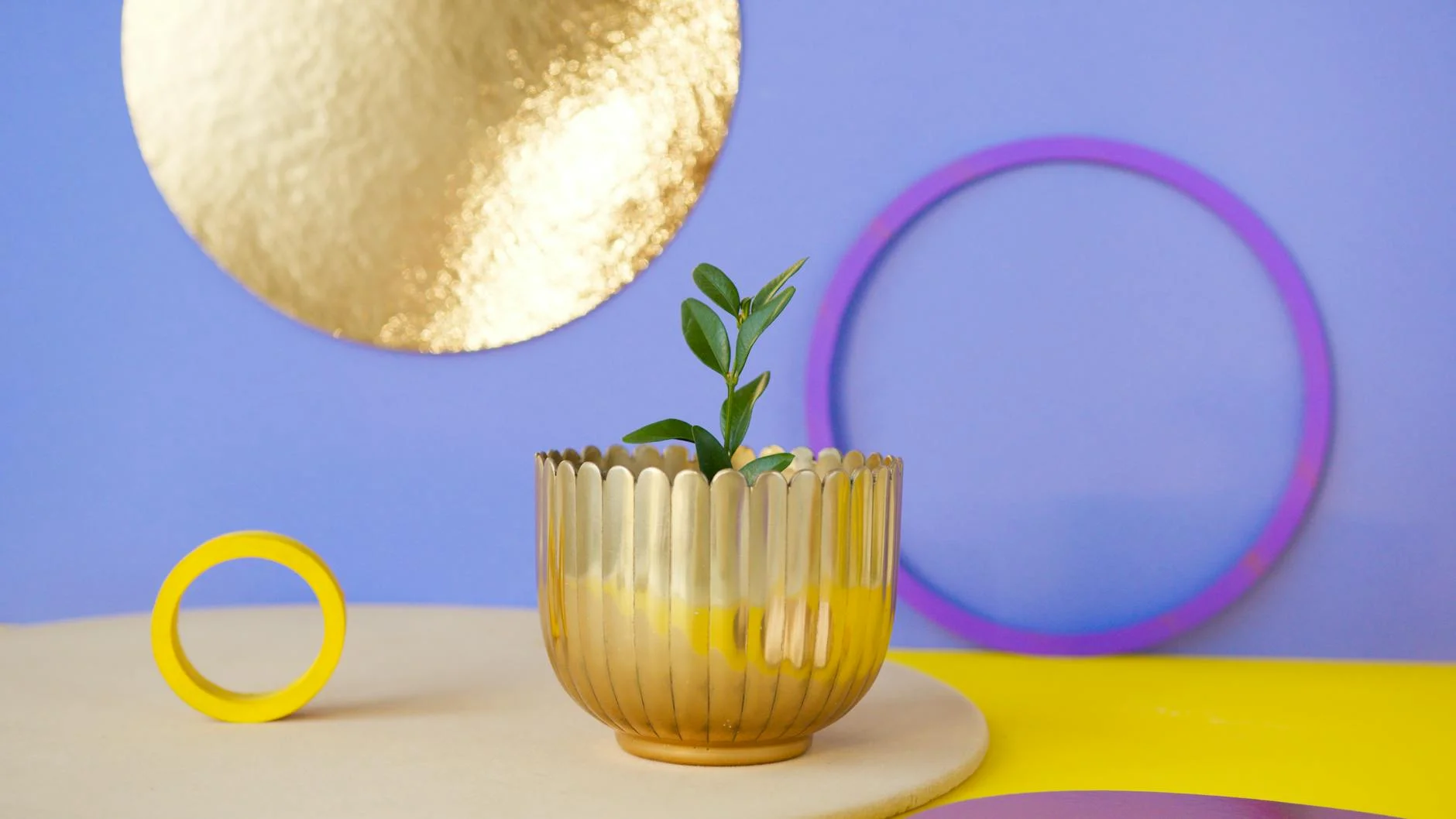 A modern and colorful display with a plant in a stylish pot surrounded by geometric shapes. — Foto: Artem Podrez / Pexels