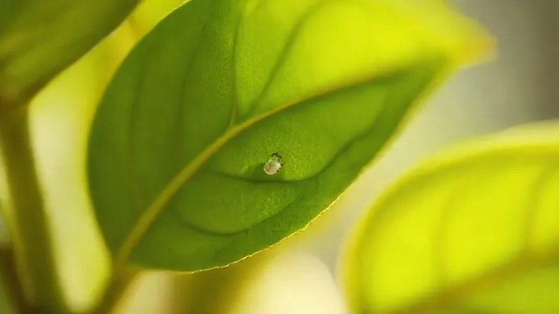A close-up, photorealistic, professional photography, 8K, cinematic lighting, sharp focus, depth of field, shot on a high-end DSLR, of a healthy green indoor plant leaf with a single, tiny, white mealybug barely visible on its underside, highlighting the difficulty of early detection. The background is softly blurred, emphasizing the pest. A close-up, photorealistic, professional photography, 8K, cinematic lighting, sharp focus, depth of field, shot on a high-end DSLR, of a healthy green indoor plant leaf with a single, tiny, white mealybug barely visible on its underside, highlighting the difficulty of early detection. The background is softly blurred, emphasizing the pest.