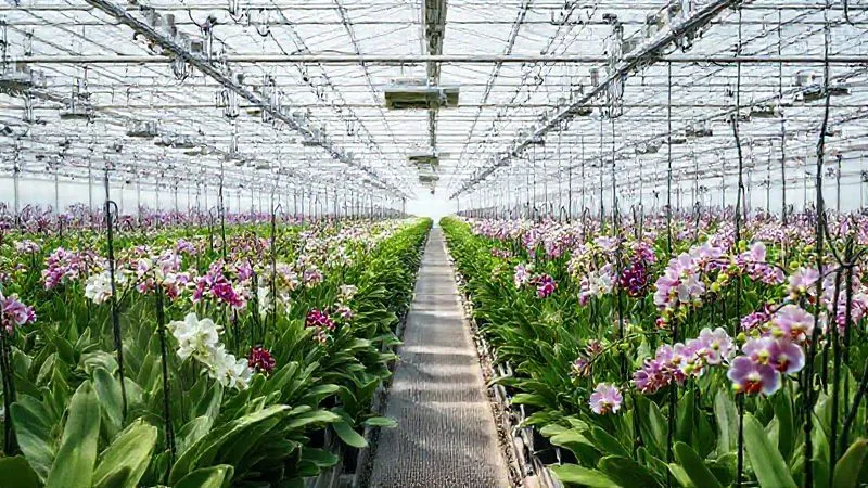 A photorealistic, wide-angle shot of a meticulously organized commercial orchid greenhouse. Rows of healthy orchids are visible, with misting systems subtly active, but with visible air circulation fans ensuring gentle air movement. The lighting is bright and natural, reflecting a controlled environment. 8K detail, cinematic lighting, sharp focus on the overall cleanliness and order, with a subtle depth of field. The image conveys efficiency and precision in environmental control. A photorealistic, wide-angle shot of a meticulously organized commercial orchid greenhouse. Rows of healthy orchids are visible, with misting systems subtly active, but with visible air circulation fans ensuring gentle air movement. The lighting is bright and natural, reflecting a controlled environment. 8K detail, cinematic lighting, sharp focus on the overall cleanliness and order, with a subtle depth of field. The image conveys efficiency and precision in environmental control.