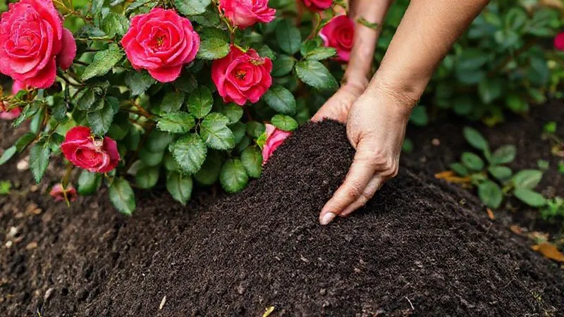 A photorealistic, professional photography image of a gardener's hands gently spreading rich, dark compost around the base of a vibrant rose bush. The compost is visibly dark and crumbly, contrasting with the green leaves and colorful roses. Cinematic lighting highlights the texture of the compost and the health of the plant. Sharp focus on the hands and the compost, with a soft, blurred background of a thriving garden. Shot on a high-end DSLR, 8K hyper-detailed, conveying care and the natural benefits of soil enrichment. A photorealistic, professional photography image of a gardener's hands gently spreading rich, dark compost around the base of a vibrant rose bush. The compost is visibly dark and crumbly, contrasting with the green leaves and colorful roses. Cinematic lighting highlights the texture of the compost and the health of the plant. Sharp focus on the hands and the compost, with a soft, blurred background of a thriving garden. Shot on a high-end DSLR, 8K hyper-detailed, conveying care and the natural benefits of soil enrichment.