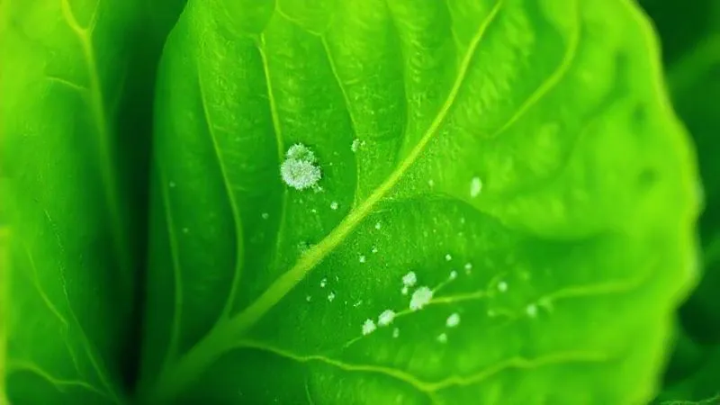 A macro shot, photorealistic image of a vibrant green lettuce leaf showing early, subtle signs of powdery mildew, small white spots on the upper surface, with sharp focus on the affected area, depth of field blurring the healthy parts of the leaf, cinematic lighting, professional photography, 8K hyper-detailed, shot on a high-end DSLR. A macro shot, photorealistic image of a vibrant green lettuce leaf showing early, subtle signs of powdery mildew, small white spots on the upper surface, with sharp focus on the affected area, depth of field blurring the healthy parts of the leaf, cinematic lighting, professional photography, 8K hyper-detailed, shot on a high-end DSLR.