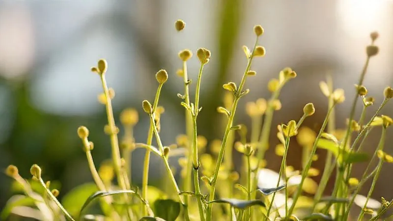 photorealistic, professional photography, 8K, cinematic lighting, sharp focus, depth of field, shot on a high-end DSLR, a close-up of a struggling indoor plant with elongated, pale stems and small, yellowish leaves, reaching desperately towards a faint light source, conveying a sense of weakness and decline due to insufficient light. photorealistic, professional photography, 8K, cinematic lighting, sharp focus, depth of field, shot on a high-end DSLR, a close-up of a struggling indoor plant with elongated, pale stems and small, yellowish leaves, reaching desperately towards a faint light source, conveying a sense of weakness and decline due to insufficient light.