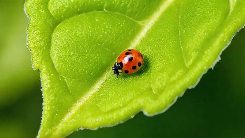 A macro shot of a healthy green leaf from a vertical garden, with a tiny ladybug naturally controlling a pest, showcasing the beauty of natural pest management. The leaf is vibrant and dewy, with sharp focus on the ladybug and the intricate leaf veins. Photorealistic, cinematic lighting, 8K hyper-detailed. A macro shot of a healthy green leaf from a vertical garden, with a tiny ladybug naturally controlling a pest, showcasing the beauty of natural pest management. The leaf is vibrant and dewy, with sharp focus on the ladybug and the intricate leaf veins. Photorealistic, cinematic lighting, 8K hyper-detailed.