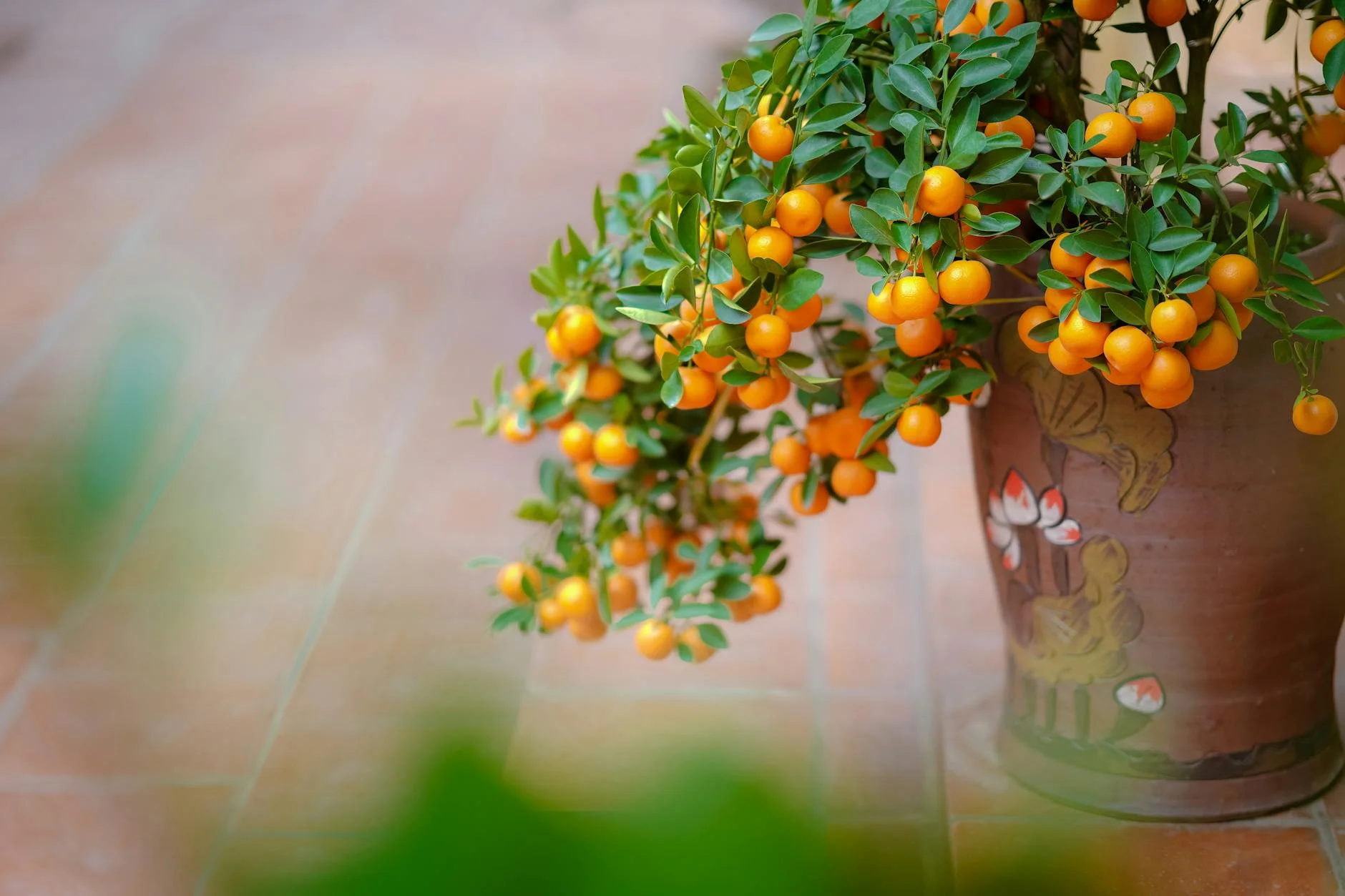 A vibrant collection of dwarf fruit trees in various well-chosen pots (terracota, plastic, and fabric air pots) on a sunny, inviting patio. The plants are healthy and show early signs of fruit. Professional photography, 8K, cinematic lighting, sharp focus, depth of field, shot on a high-end DSLR. A close-up view of a mandarin tree with ripe fruit in a decorative pot. — Foto: Tuấn Kiệt Jr. / Pexels