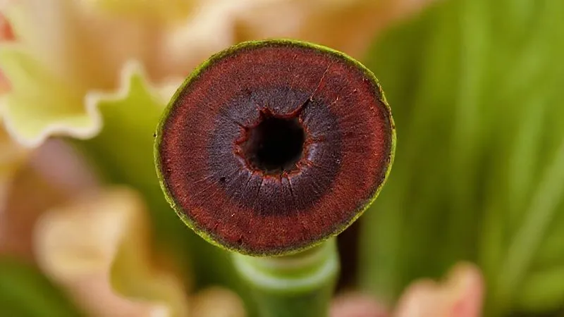 A photorealistic close-up of a carnation stem cut in half, revealing a distinct dark brown discoloration ring within the vascular tissue, indicative of Fusarium wilt. The surrounding plant tissue is a healthy green. Sharp focus on the cut stem, with a blurred background of healthy carnation leaves. Professional macro photography, cinematic lighting, 8K, depth of field, shot on a high-end DSLR.