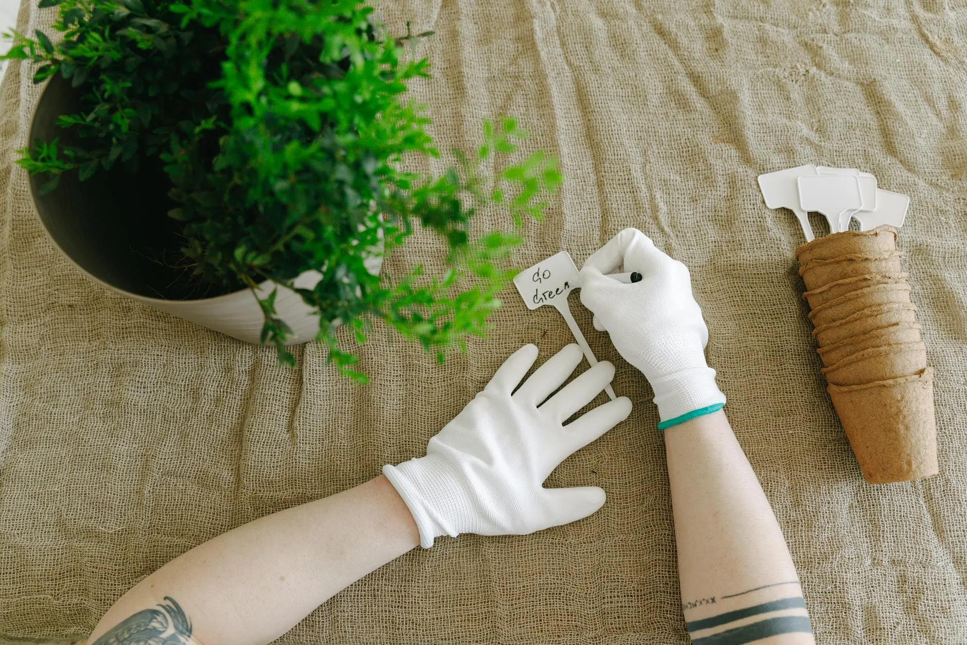 photorealistic, professional photography, 8K, cinematic lighting, sharp focus, depth of field, shot on a high-end DSLR, a close-up of a gardener's hands gently applying worm castings (húmus de minhoca) to the topsoil of a potted herb, with healthy green leaves in the background, conveying care and natural growth. Gardener with gloves labeling a plant indoors with eco-friendly theme. — Foto: Thirdman / Pexels