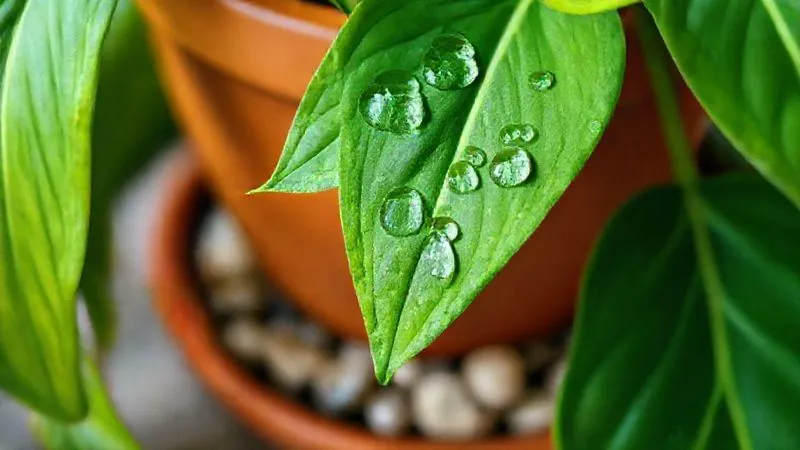 Photorealistic, professional photography, 8K, cinematic lighting, sharp focus, depth of field, shot on a high-end DSLR. A close-up shot of a plant arrangement, showing delicate water droplets on lush green leaves after misting. A small, decorative pebble tray is visible beneath a terracotta pot, with soft, diffused light highlighting the details and creating a refreshing atmosphere.