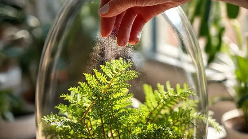 photorealistic, professional photography, 8K, cinematic lighting, sharp focus, depth of field shot on a high-end DSLR. A close-up of a hand gently misting a lush, green fern inside a clear glass terrarium with a fine spray of water, sunlight filtering through the leaves, creating a soft glow. The background shows a cozy, plant-filled indoor space, slightly blurred. Evokes care and attention to detail. photorealistic, professional photography, 8K, cinematic lighting, sharp focus, depth of field shot on a high-end DSLR. A close-up of a hand gently misting a lush, green fern inside a clear glass terrarium with a fine spray of water, sunlight filtering through the leaves, creating a soft glow. The background shows a cozy, plant-filled indoor space, slightly blurred. Evokes care and attention to detail.