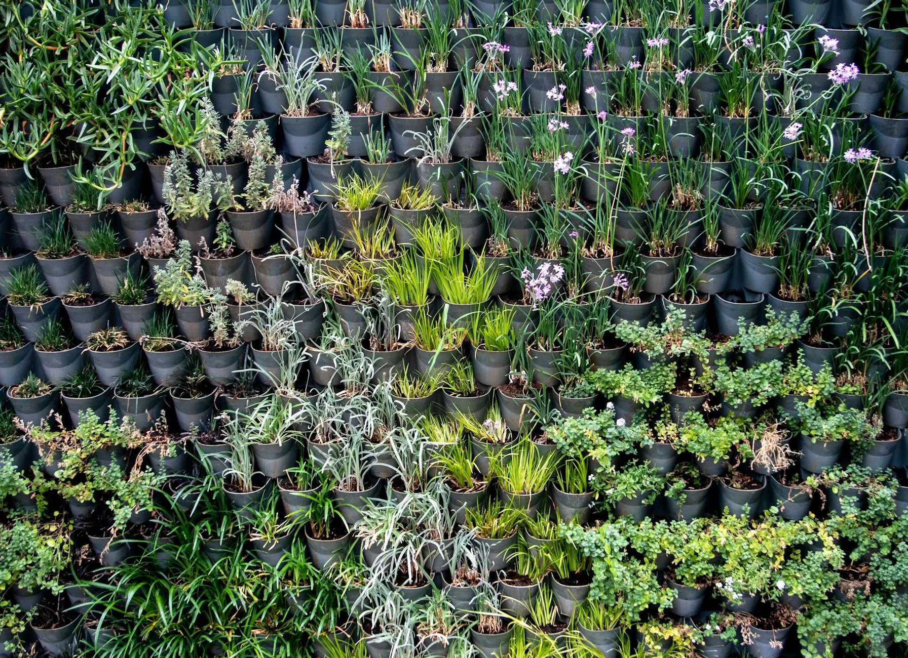 A detailed, photorealistic image showing the internal layers of a vertical garden pot. The bottom has a geotextile fabric covering drainage holes, followed by a thick layer of a well-aerated, light-brown potting mix. A healthy plant root system is visible within the soil. Cinematic lighting, sharp focus on the layers and roots, 8K hyper-detailed, professional photography, shot on a high-end DSLR. A vibrant vertical garden showcasing diverse plant species in black pots, depicting modern horticulture. — Foto: Magda Ehlers / Pexels