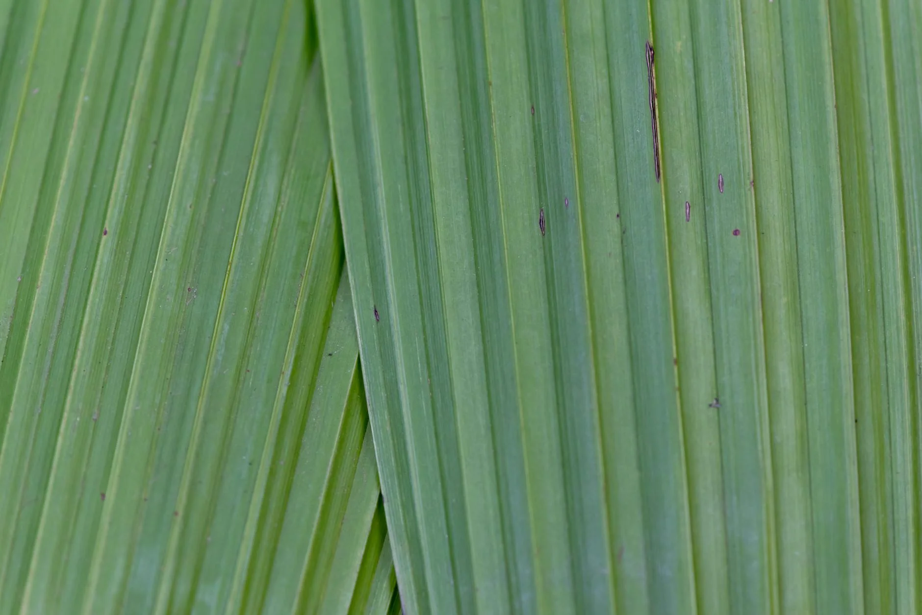 A professional photograph showing a vibrant tropical plant in a terracotta pot with clearly visible, well-designed drainage holes at the bottom, water gently seeping out into a subtle saucer. Cinematic lighting, sharp focus, depth of field, 8K, shot on a high-end DSLR. Close-up texture of green palm leaves showcasing natural linear patterns. — Foto: Malcoln Oliveira / Pexels