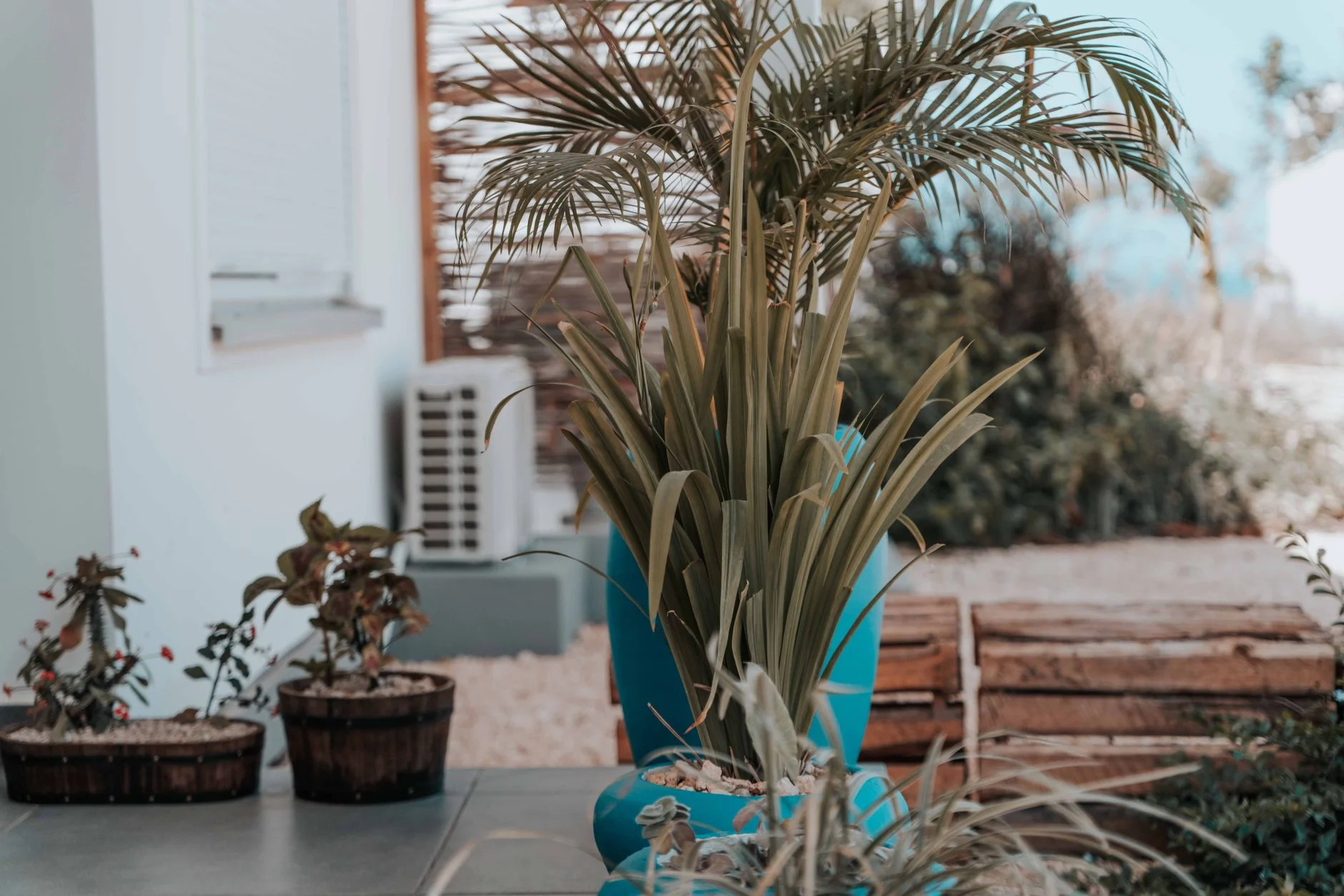 A photorealistic image of a terracotta pot elevated slightly on elegant, subtle pot feet, allowing air circulation underneath. The plant within is a lush tropical variety. Cinematic lighting highlights the texture of the pot and the plant, with sharp focus and depth of field. 8K, professional photography, shot on a high-end DSLR. Stylish outdoor patio featuring various potted plants and a prominent palm in a blue pot. — Foto: Keegan Checks / Pexels