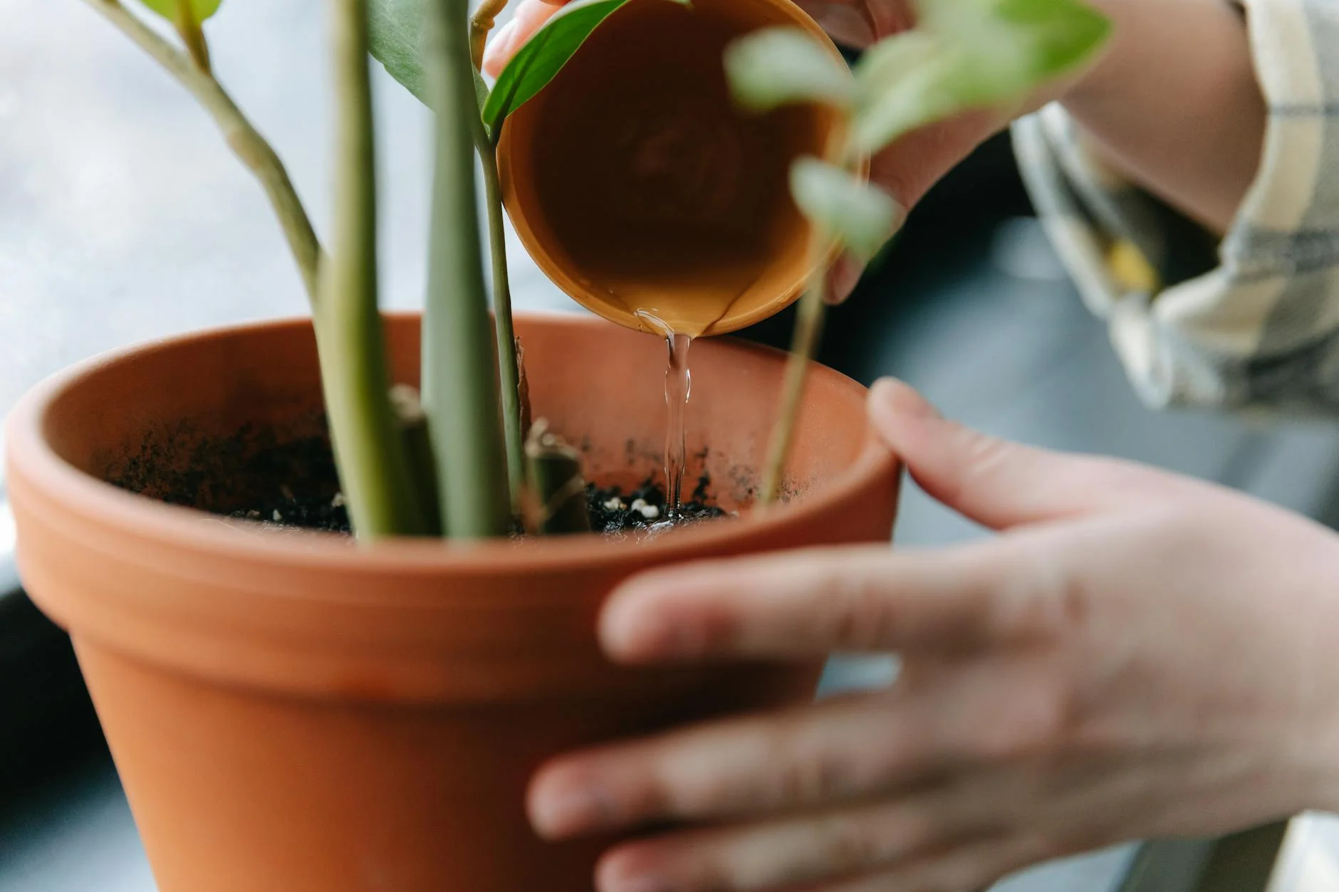 A close-up, photorealistic image of a hand gently inserting a soil moisture meter into the soil of a potted tropical plant. The digital display is clearly visible, showing an optimal moisture level. Soft, natural lighting, sharp focus on the meter and soil, depth of field blurring the plant's leaves in the background. 8K, professional photography, shot on a high-end DSLR. Detailed shot of hands watering a potted plant indoors, promoting growth. — Foto: Thirdman / Pexels