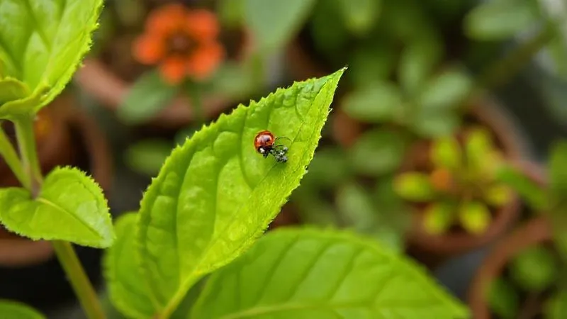 A photorealistic close-up image of a vibrant green plant leaf with a tiny ladybug perched on it, actively preying on a small cluster of aphids. The focus is sharp on the insects and the leaf, with a soft, blurred background of other healthy ornamental plants on a balcony. Professional photography, 8K, cinematic lighting, depth of field, shot on a high-end DSLR, conveying natural pest control and a healthy garden ecosystem. A photorealistic close-up image of a vibrant green plant leaf with a tiny ladybug perched on it, actively preying on a small cluster of aphids. The focus is sharp on the insects and the leaf, with a soft, blurred background of other healthy ornamental plants on a balcony. Professional photography, 8K, cinematic lighting, depth of field, shot on a high-end DSLR, conveying natural pest control and a healthy garden ecosystem.