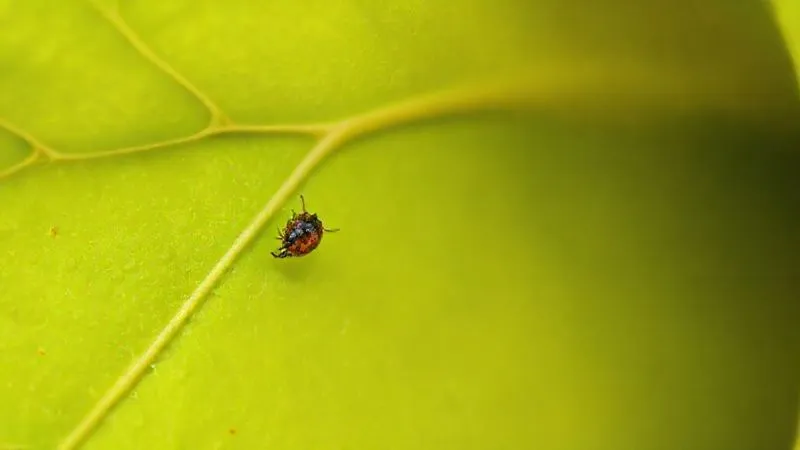 A photorealistic macro shot of a single tiny aphid on the underside of a vibrant green rose leaf, with a subtle hint of a healthy rose bloom in the blurred background. The image conveys the vulnerability and the need for close inspection. professional photography, 8K, cinematic lighting, sharp focus, depth of field, shot on a high-end DSLR. A photorealistic macro shot of a single tiny aphid on the underside of a vibrant green rose leaf, with a subtle hint of a healthy rose bloom in the blurred background. The image conveys the vulnerability and the need for close inspection. professional photography, 8K, cinematic lighting, sharp focus, depth of field, shot on a high-end DSLR.