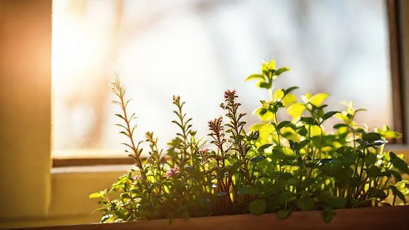 A photorealistic close-up of a vibrant mini herb garden basking in warm, golden sunlight on a windowsill. The light casts sharp, defined shadows and highlights the intricate details of the leaves and flowers of rosemary and basil. Professional photography, 8K, cinematic lighting, sharp focus, depth of field. A photorealistic close-up of a vibrant mini herb garden basking in warm, golden sunlight on a windowsill. The light casts sharp, defined shadows and highlights the intricate details of the leaves and flowers of rosemary and basil. Professional photography, 8K, cinematic lighting, sharp focus, depth of field.