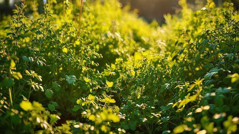 A photorealistic, professional photography, 8K, cinematic lighting, sharp focus, depth of field, shot on a high-end DSLR, showing a diverse herb garden bathed in warm morning sunlight, with visible air circulation paths between healthy, vibrant plants, conveying a sense of optimal growing conditions. A photorealistic, professional photography, 8K, cinematic lighting, sharp focus, depth of field, shot on a high-end DSLR, showing a diverse herb garden bathed in warm morning sunlight, with visible air circulation paths between healthy, vibrant plants, conveying a sense of optimal growing conditions.