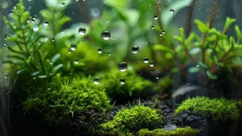 A close-up, photorealistic image of the inside of a closed terrarium, showing a delicate balance of moisture. Small, fine droplets of condensation are visible on the glass, indicating ideal humidity, while the lush green plants and dark, moist soil appear healthy and vibrant. Cinematic lighting highlights the texture of the moss and leaves, with a sharp focus on the internal ecosystem. 8K, professional photography, shot on a high-end DSLR. A close-up, photorealistic image of the inside of a closed terrarium, showing a delicate balance of moisture. Small, fine droplets of condensation are visible on the glass, indicating ideal humidity, while the lush green plants and dark, moist soil appear healthy and vibrant. Cinematic lighting highlights the texture of the moss and leaves, with a sharp focus on the internal ecosystem. 8K, professional photography, shot on a high-end DSLR.