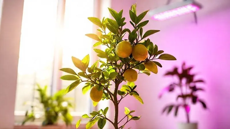 A photorealistic image of a miniature lemon tree in a bright, modern indoor setting. One half of the tree is bathed in natural, intense sunlight from a large window, showing healthy foliage and developing fruit. The other half is illuminated by a professional LED grow light with a full spectrum, casting a soft, purple-pink glow, also showing healthy growth. Sharp focus on the interaction of natural and artificial light on the plant. Professional photography, 8K, cinematic lighting, depth of field, shot on a high-end DSLR. A photorealistic image of a miniature lemon tree in a bright, modern indoor setting. One half of the tree is bathed in natural, intense sunlight from a large window, showing healthy foliage and developing fruit. The other half is illuminated by a professional LED grow light with a full spectrum, casting a soft, purple-pink glow, also showing healthy growth. Sharp focus on the interaction of natural and artificial light on the plant. Professional photography, 8K, cinematic lighting, depth of field, shot on a high-end DSLR.