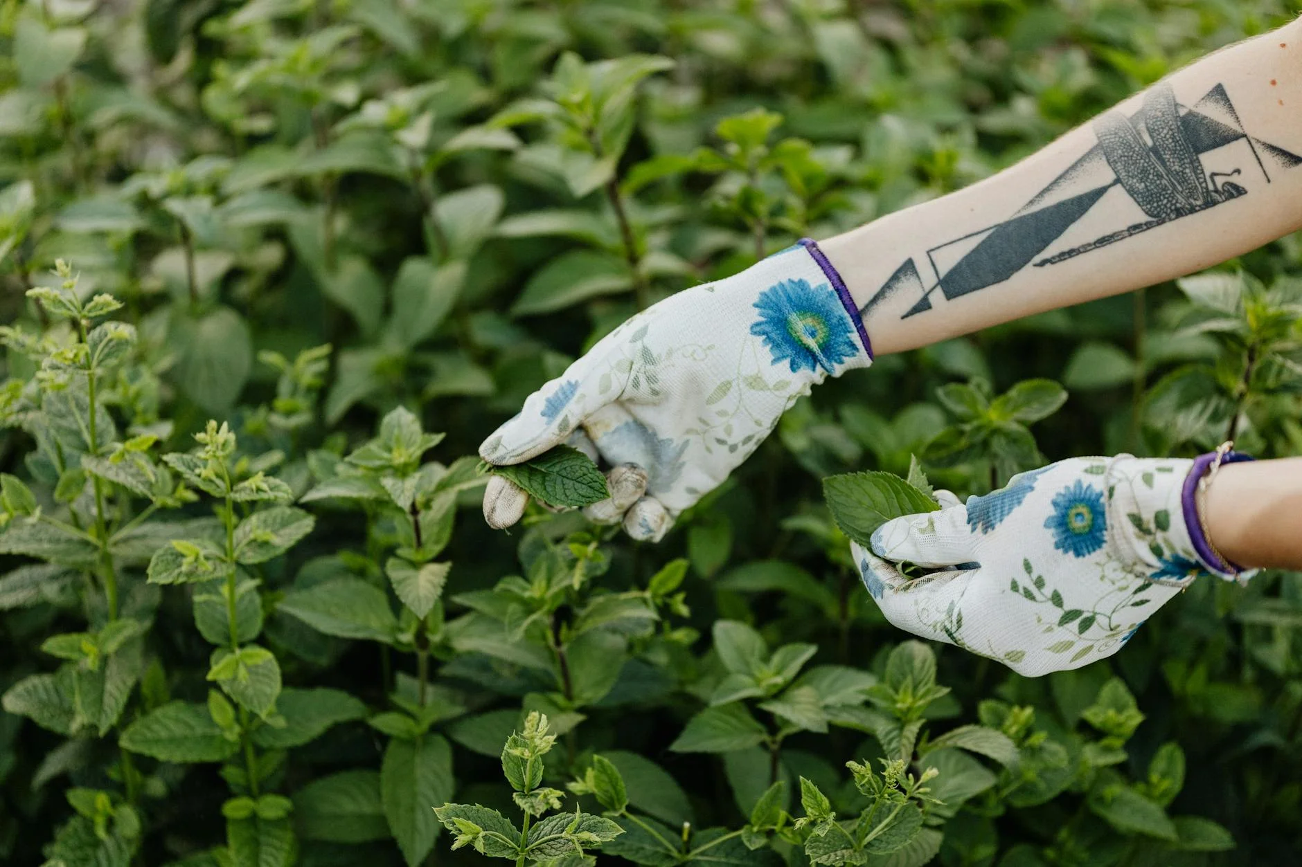 Tattooed person wearing floral gloves harvesting mint in a garden. — Foto: www.kaboompics.com / Pexels