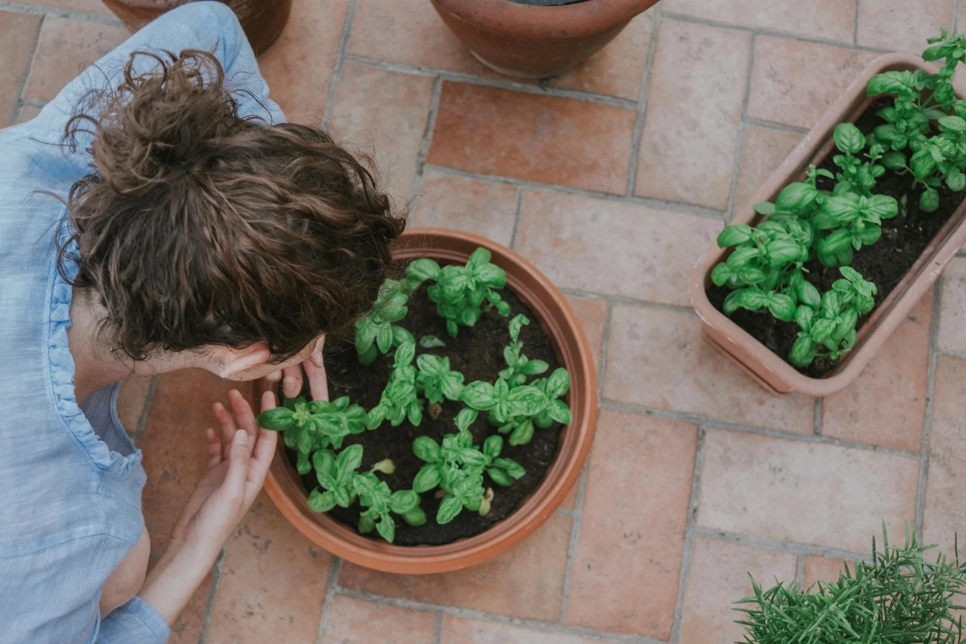 A woman tending basil plants in pots on a patio, showcasing home gardening. — Foto: Matteo Badini / Pexels