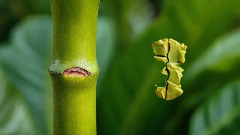 A photorealistic, close-up image of a tropical plant's stem with a clean, well-healed pruning cut next to a poorly healed, jagged cut showing signs of stress. Cinematic lighting, sharp focus on the cuts, blurred background of healthy foliage. 8K, professional photography, shot on a high-end DSLR, illustrating the difference between good and bad pruning marks. A photorealistic, close-up image of a tropical plant's stem with a clean, well-healed pruning cut next to a poorly healed, jagged cut showing signs of stress. Cinematic lighting, sharp focus on the cuts, blurred background of healthy foliage. 8K, professional photography, shot on a high-end DSLR, illustrating the difference between good and bad pruning marks.