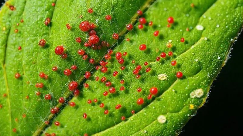 A macro close-up, photorealistic professional photography shot of a vibrant green plant leaf, heavily covered in delicate, almost invisible spider mite webbing and tiny red spider mites, some eggs visible. The leaf shows signs of damage with tiny yellowish-white speckles. Cinematic lighting, sharp focus on the mites and webbing, extreme depth of field, 8K hyper-detailed, shot on a high-end DSLR. A macro close-up, photorealistic professional photography shot of a vibrant green plant leaf, heavily covered in delicate, almost invisible spider mite webbing and tiny red spider mites, some eggs visible. The leaf shows signs of damage with tiny yellowish-white speckles. Cinematic lighting, sharp focus on the mites and webbing, extreme depth of field, 8K hyper-detailed, shot on a high-end DSLR.