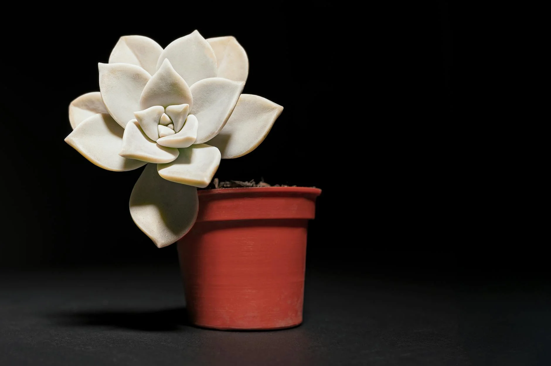 A photorealistic, professional photography, 8K, cinematic lighting, sharp focus, depth of field, shot on a high-end DSLR of a gardener gently inspecting and watering a vibrant, diverse succulent arrangement. The gardener's hands are carefully checking soil moisture, demonstrating attentive and intelligent care, with a background of lush, healthy succulents. Close-up of a succulent in a red pot against a black background, showcasing minimalist beauty. — Foto: Christopher Welsch Leveroni / Pexels