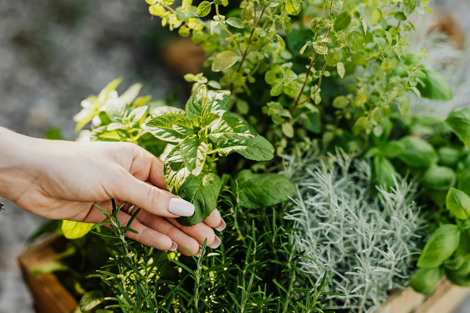 A photorealistic image of a vibrant, healthy lavender plant, with deep purple flowers and silvery-green leaves, bathed in warm sunlight. One side of the plant shows signs of slight nutrient deficiency (faint yellowing on older leaves) while the other side is lush and perfectly green, illustrating a before-and-after effect of proper nutrition. Sharp focus on the plant, depth of field blurring the background, 8K hyper-detailed, shot on a high-end DSLR. A hand delicately holds fresh herbs including mint and rosemary from a lush garden. — Foto: www.kaboompics.com / Pexels