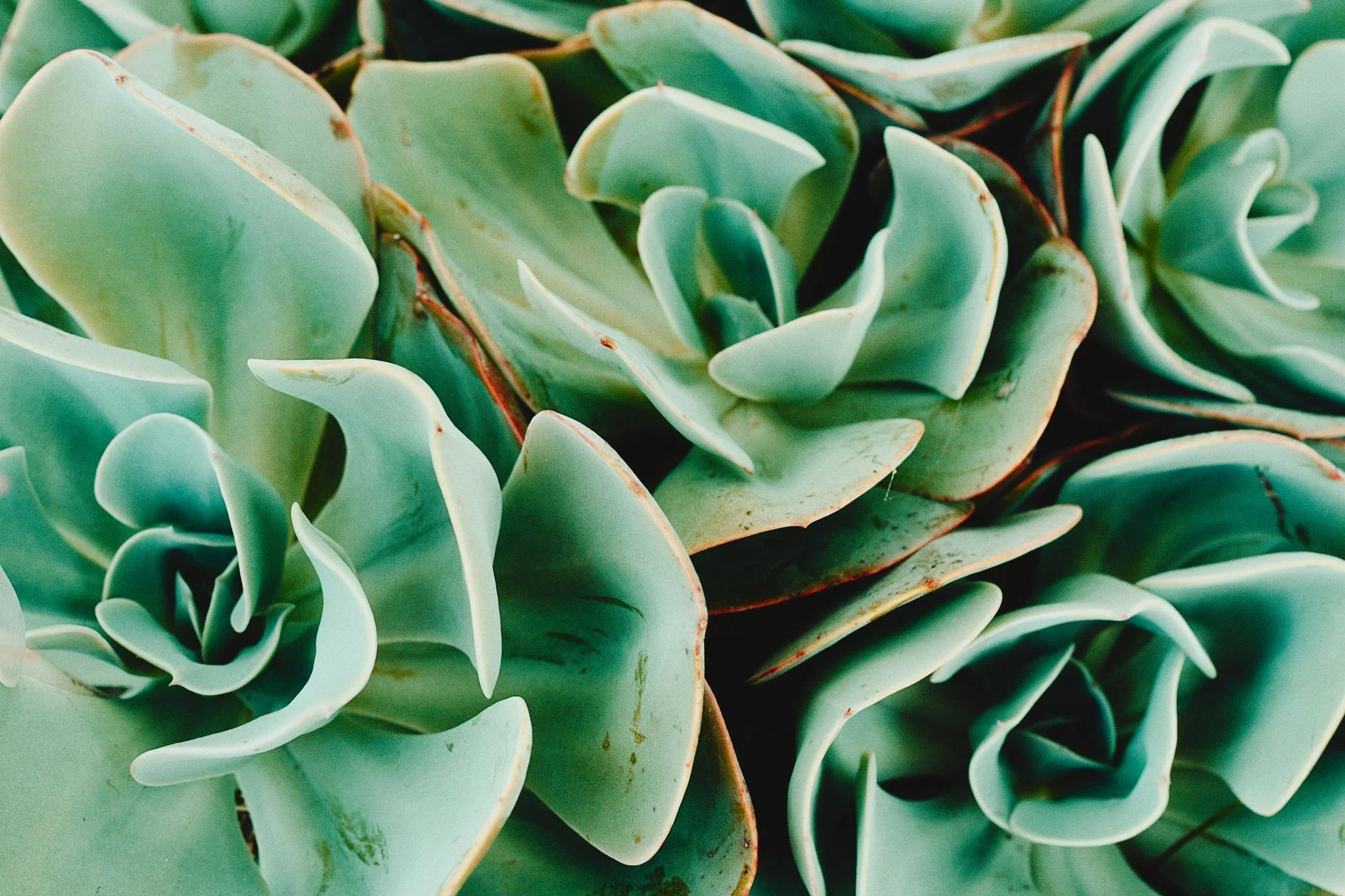 A photorealistic close-up of a struggling succulent arrangement in a commercial setting, with some leaves showing signs of wilting and discoloration, contrasting with a few healthy ones. The pot is elegant but the plants are clearly stressed. Soft, diffused indoor lighting, sharp focus on the plant distress, depth of field blurring the background of a modern office. 8K hyper-detailed, professional photography, shot on a high-end DSLR. Detailed image of lush green succulents with textured leaves in a natural setting. — Foto: Ana Vieira / Pexels