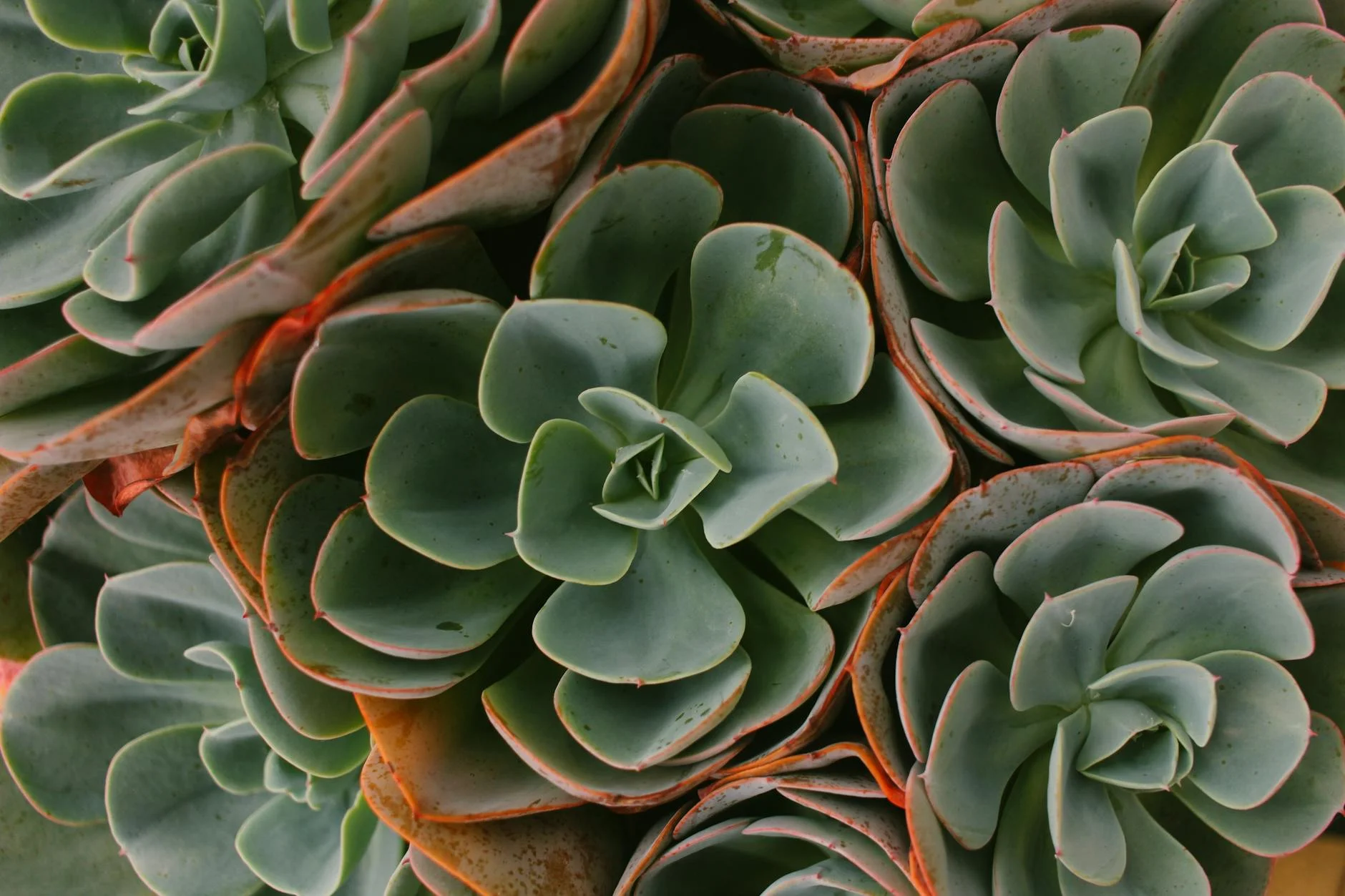 A photorealistic cross-section view of a succulent pot, clearly showing layers of well-draining succulent soil mix: gritty sand, perlite, and a hint of organic matter. Healthy, white succulent roots are visible penetrating the mix. The pot has a visible drainage hole at the bottom. Cinematic lighting, sharp focus on the soil structure and roots, 8K hyper-detailed, professional photography. Detailed view of lush green succulents with earthy tones, showcasing natural beauty. — Foto: Ana Vieira / Pexels