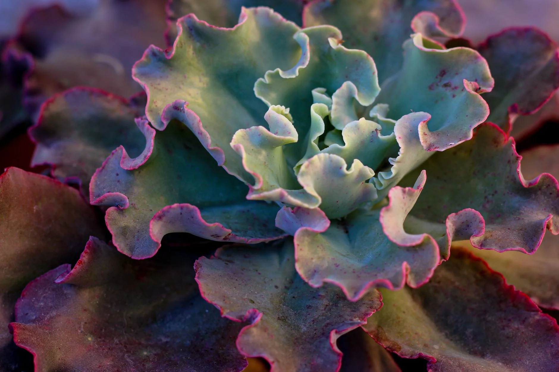 A photorealistic image showing the process of propagating succulents. One hand gently plucking a healthy leaf from a mother plant, another hand placing a calloused leaf on a bed of gritty soil, and in the background, a small tray of young succulent plantlets sprouting from leaves. Cinematic lighting, sharp focus on the delicate process, 8K hyper-detailed, professional photography. Detailed macro shot of an Echeveria succulent plant showcasing its wavy leaves and vibrant colors. — Foto: Joana Pirola / Pexels