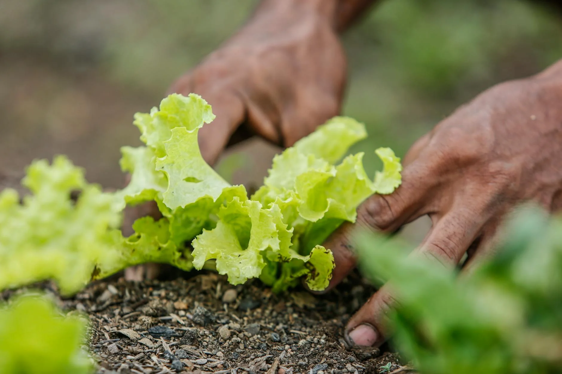 A photorealistic close-up of a potted basil plant thriving under bright, natural sunlight on a windowsill, with visible dew drops on its lush green leaves, demonstrating ideal lighting conditions. Professional photography, 8K, cinematic lighting, sharp focus, depth of field, shot on a high-end DSLR. Close-up of hands planting lettuce in Paragominas, Brazil. Vibrant greenery and earthy tones. — Foto: MELQUIZEDEQUE ALMEIDA / Pexels