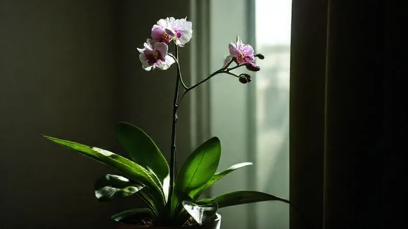 A photorealistic image of an orchid plant with lush green leaves but no flowers, placed in a dimly lit corner of a room, with a subtle ray of light trying to reach it. Professional photography, 8K, cinematic lighting, sharp focus, depth of field, shot on a high-end DSLR. A photorealistic image of an orchid plant with lush green leaves but no flowers, placed in a dimly lit corner of a room, with a subtle ray of light trying to reach it. Professional photography, 8K, cinematic lighting, sharp focus, depth of field, shot on a high-end DSLR.
