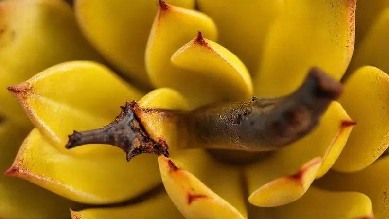 A close-up, photorealistic, professional photography, 8K, of a succulent showing clear signs of rot: soft, translucent yellow leaves and a dark, mushy stem. Cinematic lighting emphasizes the decay, sharp focus on the affected areas, shallow depth of field. Shot on a high-end DSLR. A close-up, photorealistic, professional photography, 8K, of a succulent showing clear signs of rot: soft, translucent yellow leaves and a dark, mushy stem. Cinematic lighting emphasizes the decay, sharp focus on the affected areas, shallow depth of field. Shot on a high-end DSLR.