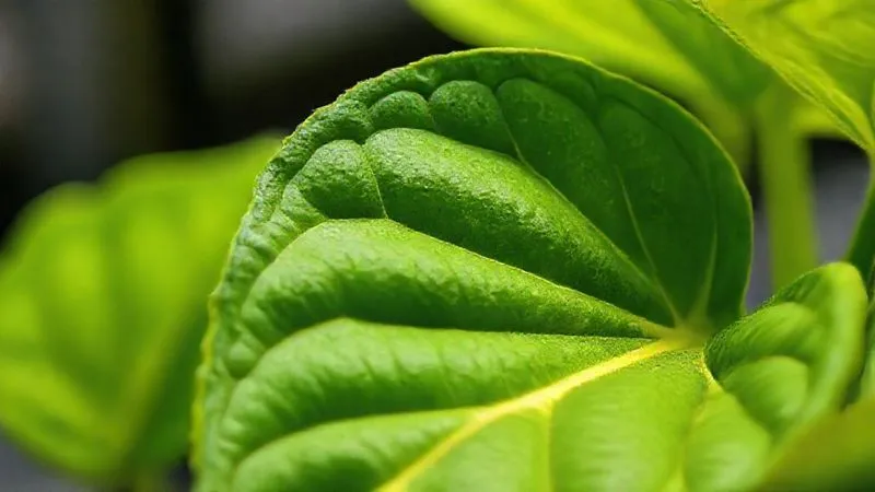 A close-up, photorealistic, professional photography, 8K, cinematic lighting, sharp focus, depth of field, shot on a high-end DSLR of a hydroponic plant leaf showing clear signs of internerval chlorosis (yellowing between veins) on an older leaf, with a healthy green leaf in the blurred background for contrast. The lighting highlights the texture of the leaf and the subtle discoloration. A close-up, photorealistic, professional photography, 8K, cinematic lighting, sharp focus, depth of field, shot on a high-end DSLR of a hydroponic plant leaf showing clear signs of internerval chlorosis (yellowing between veins) on an older leaf, with a healthy green leaf in the blurred background for contrast. The lighting highlights the texture of the leaf and the subtle discoloration.