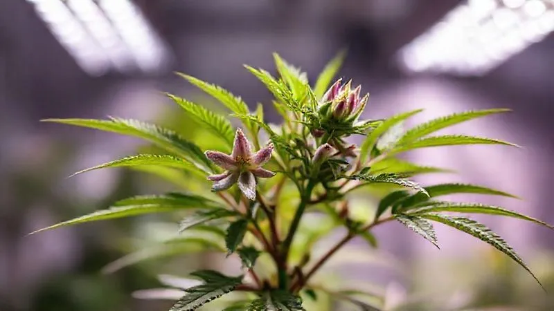 A photorealistic image of a carefully pruned and trained indoor plant, showcasing the "lollipopping" technique where lower branches and leaves have been removed, directing energy to the upper flowering sites. The plant is under soft, cinematic grow lights, with sharp focus on the developing flowers and a blurred background. 8K hyper-detailed, professional photography, shot on a high-end DSLR, conveying meticulous care and optimized growth. A photorealistic image of a carefully pruned and trained indoor plant, showcasing the "lollipopping" technique where lower branches and leaves have been removed, directing energy to the upper flowering sites. The plant is under soft, cinematic grow lights, with sharp focus on the developing flowers and a blurred background. 8K hyper-detailed, professional photography, shot on a high-end DSLR, conveying meticulous care and optimized growth.