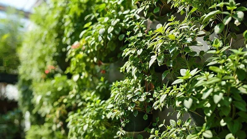 A photorealistic, professional photography, 8K, cinematic lighting, sharp focus, depth of field, shot on a high-end DSLR, of various aromatic plants (basil, rosemary, mint) thriving in a vertical garden, with subtle variations in light and shadow across different modules, illustrating diverse microclimates within a single structure. A gentle breeze is suggested by slightly swaying leaves. Emotional resonance: harmony and natural balance. A photorealistic, professional photography, 8K, cinematic lighting, sharp focus, depth of field, shot on a high-end DSLR, of various aromatic plants (basil, rosemary, mint) thriving in a vertical garden, with subtle variations in light and shadow across different modules, illustrating diverse microclimates within a single structure. A gentle breeze is suggested by slightly swaying leaves. Emotional resonance: harmony and natural balance.