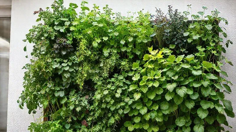 A photorealistic, professional photography, 8K, cinematic lighting, sharp focus, depth of field, shot on a high-end DSLR, of a beautifully arranged vertical garden. Different aromatic plants are grouped harmoniously: sun-loving herbs at the top, shade-tolerant ones below, with vibrant green foliage and subtle color variations. The arrangement suggests thoughtful planning and thriving growth. Emotional resonance: order, beauty, and intelligent design. A photorealistic, professional photography, 8K, cinematic lighting, sharp focus, depth of field, shot on a high-end DSLR, of a beautifully arranged vertical garden. Different aromatic plants are grouped harmoniously: sun-loving herbs at the top, shade-tolerant ones below, with vibrant green foliage and subtle color variations. The arrangement suggests thoughtful planning and thriving growth. Emotional resonance: order, beauty, and intelligent design.