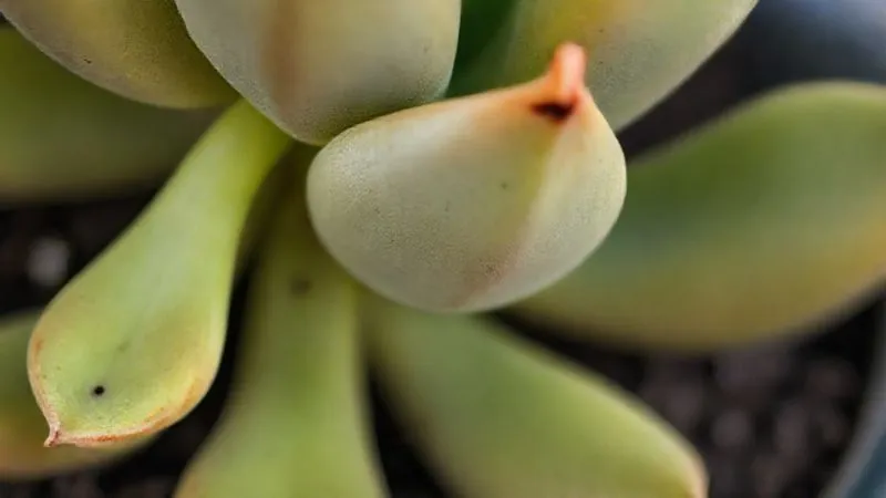 A close-up, photorealistic image of a succulent showing early signs of rot: a few lower leaves are slightly yellowed and translucent, with a subtle dark spot on the stem near the soil line. Professional photography, 8K, cinematic lighting, sharp focus on the affected area, depth of field blurring the background, shot on a high-end DSLR. A close-up, photorealistic image of a succulent showing early signs of rot: a few lower leaves are slightly yellowed and translucent, with a subtle dark spot on the stem near the soil line. Professional photography, 8K, cinematic lighting, sharp focus on the affected area, depth of field blurring the background, shot on a high-end DSLR.